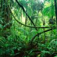 Want to start your own company? Welcome to the Jungle