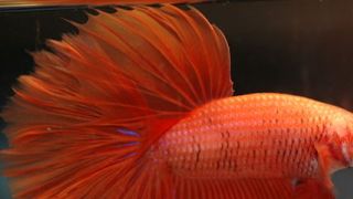 Flash The Fish – And The Search for The Big Ocean